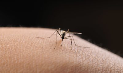 the-secret-weapon-mosquitoes-are-using-to-win-the-war-against-humans:-evading-insecticides