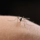 the-secret-weapon-mosquitoes-are-using-to-win-the-war-against-humans:-evading-insecticides