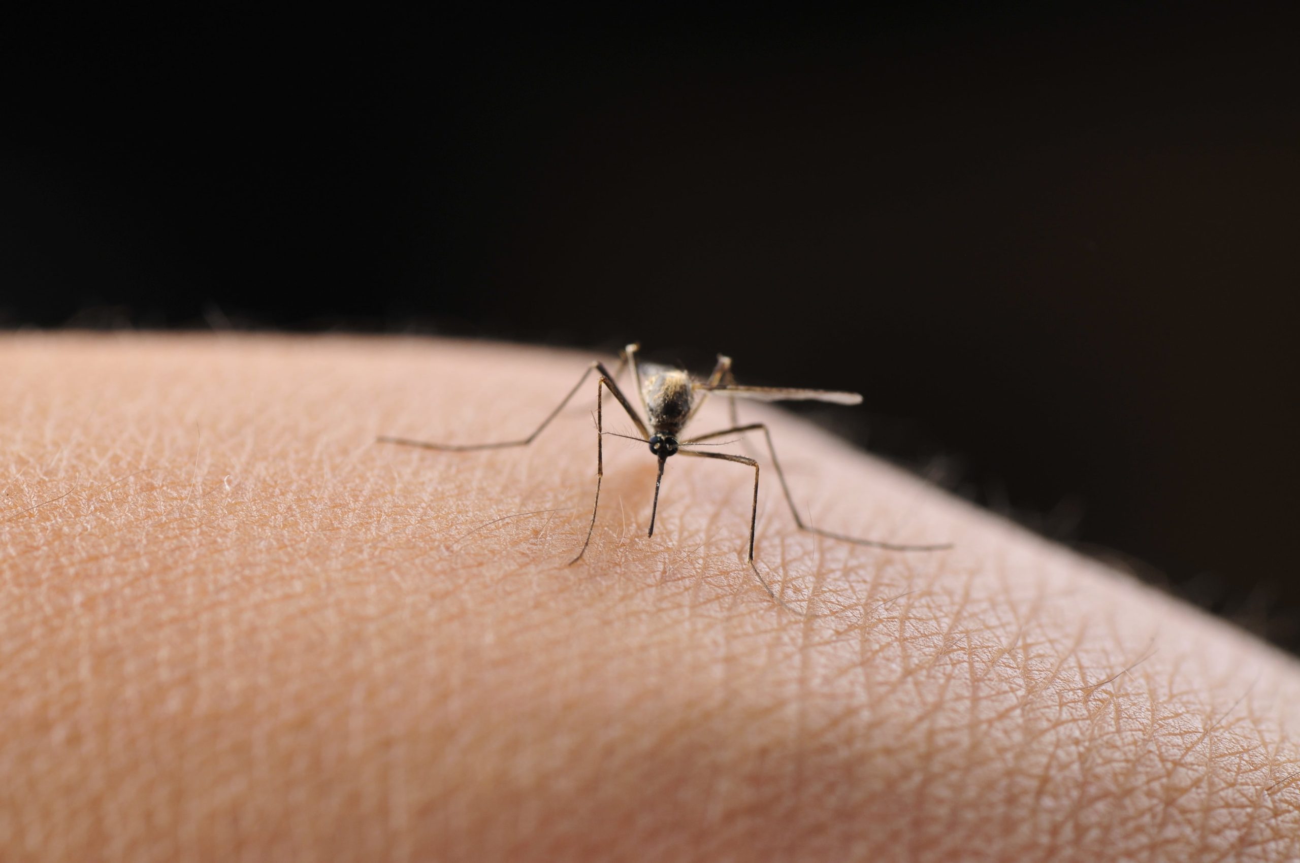 the-secret-weapon-mosquitoes-are-using-to-win-the-war-against-humans:-evading-insecticides