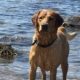 can-you-care-for-seve-as-a-dogsitter?