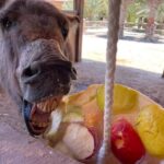 ice-lollies-help-rio-safari-elche-animals