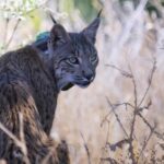 iberian-lynx-record-numbers-in-spain’s-wild-comeback