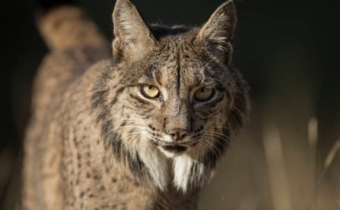 Delight as Iberian lynx is spotted in Spain's Basque Country for the first time in more than a century