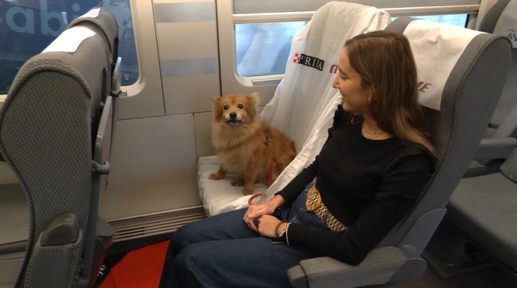 Dog aboard train