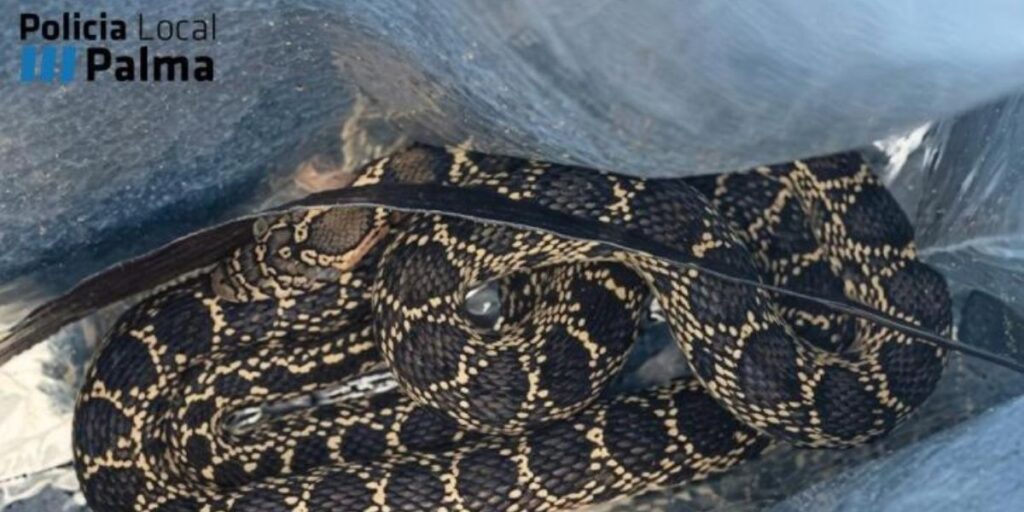 Snake bites police officer in Mallorca