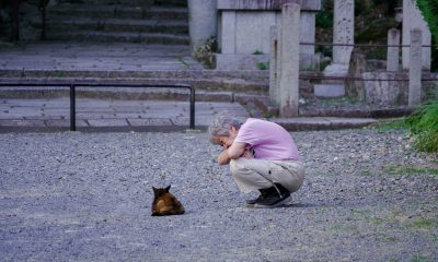 ‘nekonomics,’-or-the-great-japanese-cat-economy