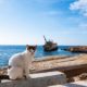 salobrena-animal-crisis-deepens-with-40-cats-dumped-in-2026