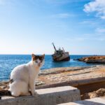 salobrena-animal-crisis-deepens-with-40-cats-dumped-in-2026