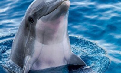 four-youths-who-broke-into-mallorca’s-marineland-to-swim-with-dolphins-hit-with-e360-fines