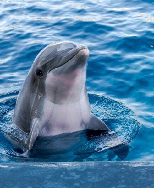 four-youths-who-broke-into-mallorca’s-marineland-to-swim-with-dolphins-hit-with-e360-fines