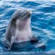four-youths-who-broke-into-mallorca’s-marineland-to-swim-with-dolphins-hit-with-e360-fines