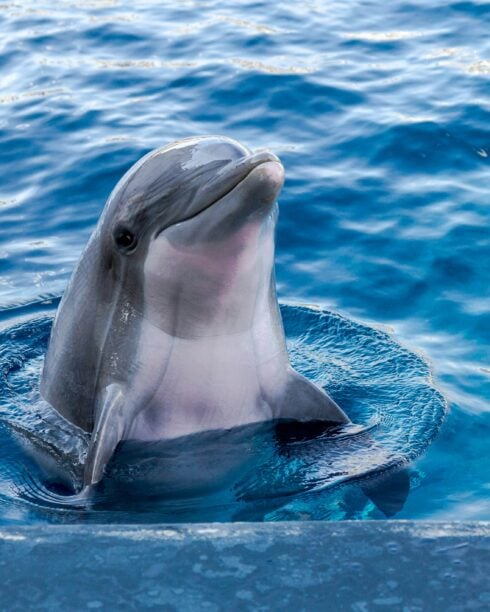 four-youths-who-broke-into-mallorca’s-marineland-to-swim-with-dolphins-hit-with-e360-fines