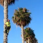 why-axarquia-street-trees-look-stripped-bare-in-august
