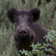 80%-of-wild-boars-carry-diseases