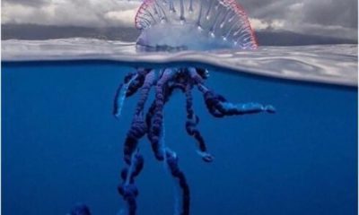 hundreds-of-beachgoers-stung-as-portuguese-man-o’-wars-invade-northern-spain’s-shores