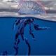 hundreds-of-beachgoers-stung-as-portuguese-man-o’-wars-invade-northern-spain’s-shores
