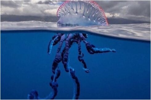 hundreds-of-beachgoers-stung-as-portuguese-man-o’-wars-invade-northern-spain’s-shores