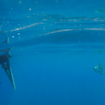 biologist-reveals-extraordinary-theory-behind-spain’s-mysterious-orca-encounters