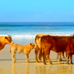 tourists-visiting-cadiz-are-discovering-a-summer-sight-they-never-expected