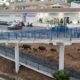 wild-boars-race-along-a-7-motorway-edge-in-mijas
