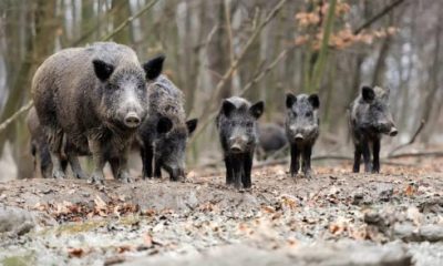 boars-roaming-costa-del-sol-beaches-and-bins-are-riddled-with-diseases-‘that-can-be-passed-on-to-humans’,-study-warns