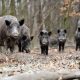 boars-roaming-costa-del-sol-beaches-and-bins-are-riddled-with-diseases-‘that-can-be-passed-on-to-humans’,-study-warns