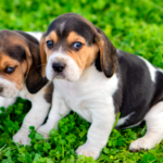 allergic-to-dogs?-these-genetically-modified-beagles-could-change-everything