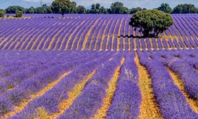 from-the-archives:-incredible-medieval-town-is-spain’s-very-own-tuscany-famous-for-its-lavender-fields