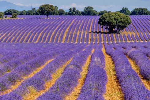 from-the-archives:-incredible-medieval-town-is-spain’s-very-own-tuscany-famous-for-its-lavender-fields