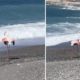 rare-flamingo-stops-traffic-in-almunecar