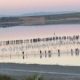 600-flamingo-chicks-ringed-malaga-lagoon