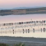 600-flamingo-chicks-ringed-malaga-lagoon