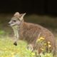 swiss-wallaby’s-six-kilometre-hop-from-lucerne-farm-ends-with-dart-from-moving-car