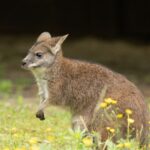 swiss-wallaby’s-six-kilometre-hop-from-lucerne-farm-ends-with-dart-from-moving-car