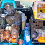 spain’s-abandoned-dog-crisis-grows-as-traffickers-cash-in-on-cheap-imported-puppies