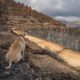 portugal-moves-to-stop-pets-being-left-behind-in-wildfires-and-floods