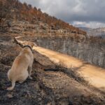 portugal-moves-to-stop-pets-being-left-behind-in-wildfires-and-floods