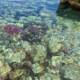 jellyfish-surge-hits-mallorca’s-waters