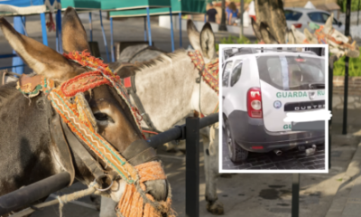 junta-officers-caught-helping-mijas-donkey-taxis-lug-tourists-around-during-prohibited-orange-heat-alert