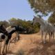 cadiz-horse-rescue-centre-to-hold-open-day-fundraiser-on-august-20