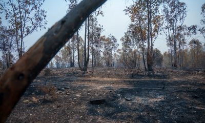 espana acumula-ya-226.391-hectareas-quemadas-por-los-incendios-forestales,-un-38%-mas-que-en-2025