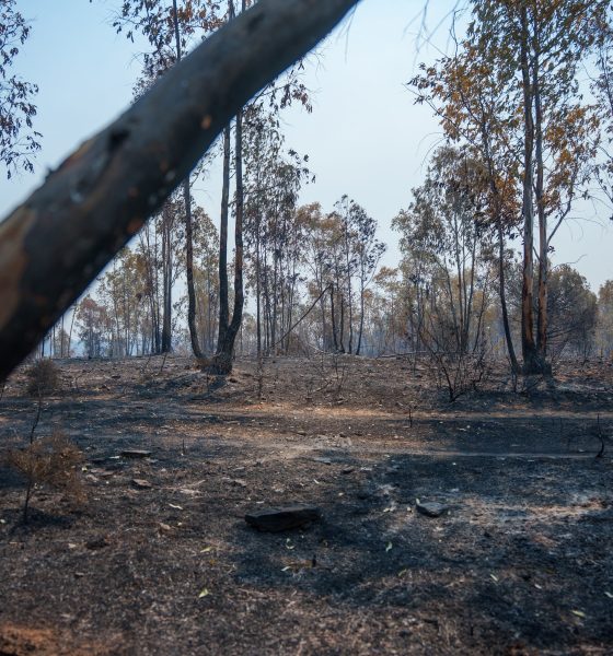 espana acumula-ya-226.391-hectareas-quemadas-por-los-incendios-forestales,-un-38%-mas-que-en-2025