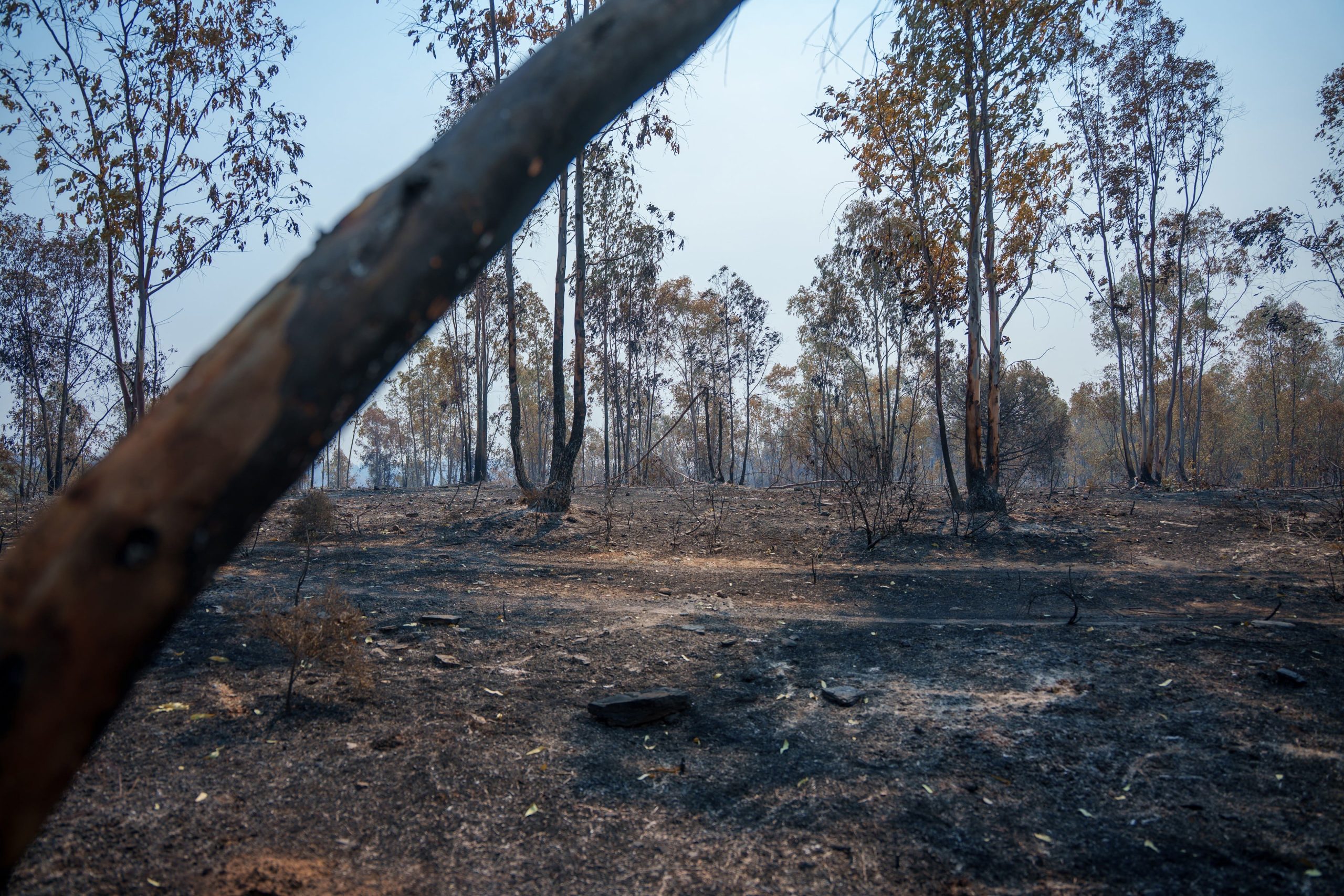 espana acumula-ya-226.391-hectareas-quemadas-por-los-incendios-forestales,-un-38%-mas-que-en-2025