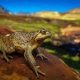 leonardo-dicaprio-joins-fight-to-save-endangered-chilean-frog-from-power-project