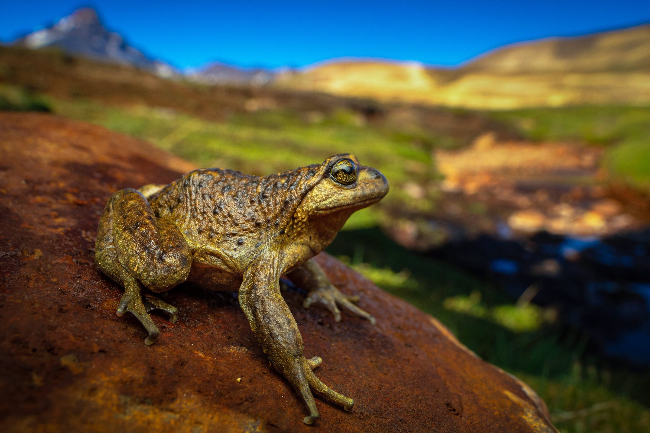 leonardo-dicaprio-joins-fight-to-save-endangered-chilean-frog-from-power-project