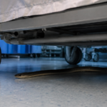 snakes-discovered-beneath-patients’-beds-at-hospital-in-southern-spain
