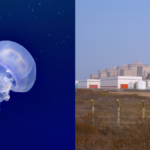 jellyfish-strike-france’s-biggest-nuclear-plant-again-and-shut-down-three-reactors
