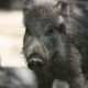 what-to-do-if-you-encounter-a-disease-carrying-wild-boar-on-the-costa-del-sol,-according-to-medical-professionals