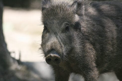 what-to-do-if-you-encounter-a-disease-carrying-wild-boar-on-the-costa-del-sol,-according-to-medical-professionals