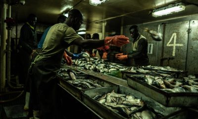 aquaculture-is-depleting-the-oceans:-a-farmed-salmon-can-consume-more-than-six-times-its-weight-in-wild-fish